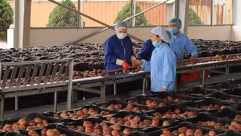 Le fruit de la passion constitue une importante source de devises à l’exportation vers le marché de l’Union européenne. Photo: nhandan.vn