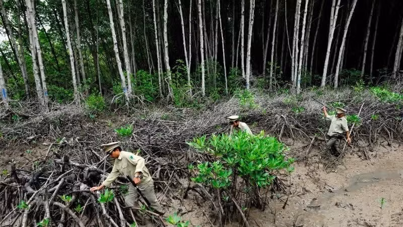Le Décret n° 180/2026/ND-CP relatif aux services d'absorption et de stockage du carbone forestier constitue un fondement juridique essentiel pour la création et le développement du marché du carbone forestier au Vietnam.