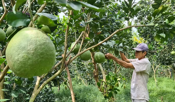 Les agriculteurs de la commune de Cái Bè, dans la province de Đồng Tháp, entretiennent des vergers de pamplemousses cultivés selon les normes VietGAP. Photo : sggp.org.vn