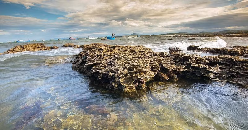 Le magnifique écosystème corallien naturel de Hon Yên, province de Phu Yên, au Centre du Vietnam. Photo : VNA. 