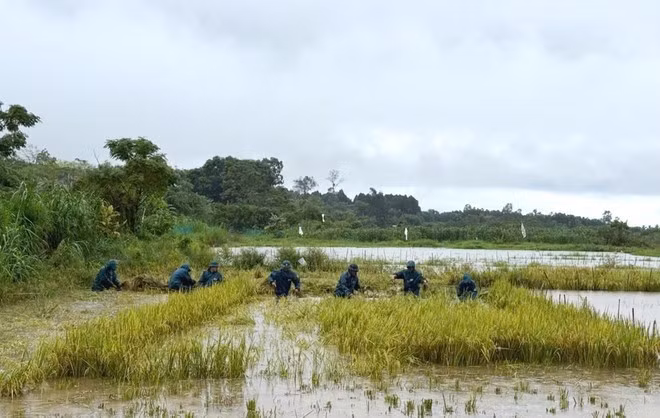 La milice de la commune de Vinh Hoang, province de Quang Tri, aide la population à récolter le riz. Photo : VNA.