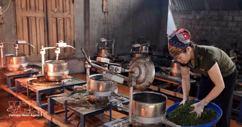 La coopérative agricole Lien Minh dans la province de Thai Nguyen offre un emploi stable à des centaines de ses membres. Photo : VNA.
