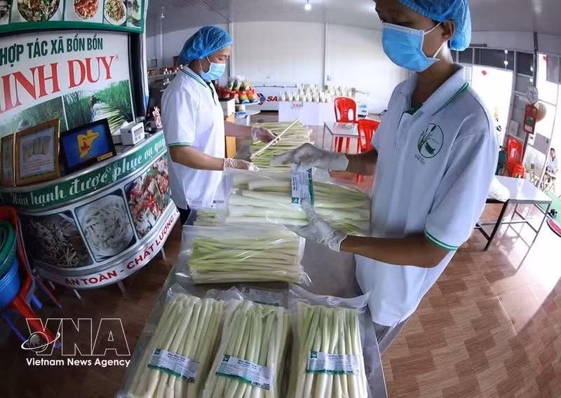 Transformation et conditionnement des produits à la coopérative Minh Duy Bon Bon, province de Ca Mau. Photo : VNA