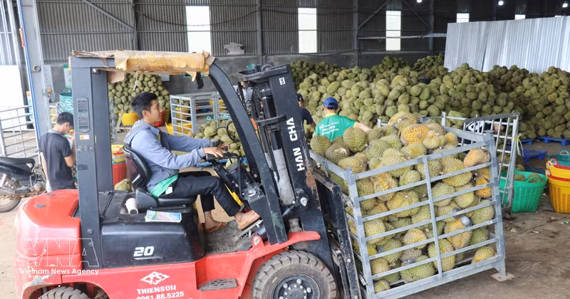 Des durians sont rassemblés dans un entrepôt appartenant à une entreprise du quartier de Dong Gia Nghia (province de Lam Dong) pour être triés avant d'être distribués sur le marché. Photo : VNA