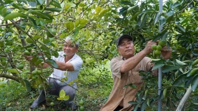 Le verger de citronniers de Pham Van Niem, membre de la coopérative de services agricoles My Long (province de Dong Thap. Photo : nhandan.vn