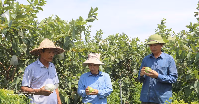 Les produits agricoles de la commune de Khanh Trung, dans la province de Ninh Binh, ont obtenu la certification OCOP, contribuant ainsi à l'augmentation des revenus et au développement des marques locales. Photo : VNA