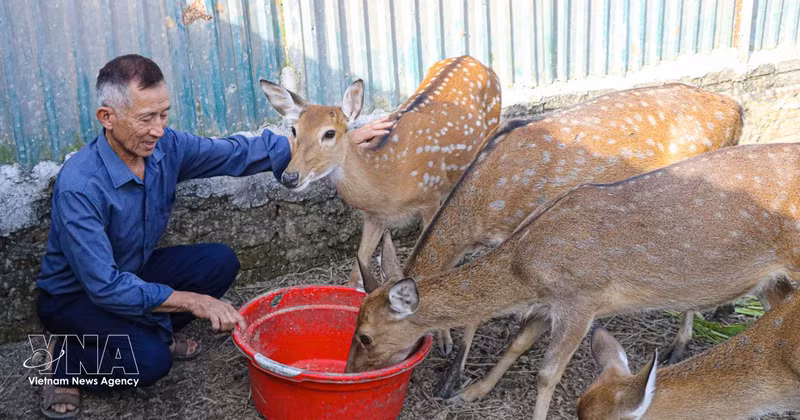 M. Nguyên Dinh Kiên, secrétaire de la cellule du Parti de la commune de Sam Mun, à Diên Biên, fait fortune grâce à un modèle d'élevage de cerfs. Photo: VNA.