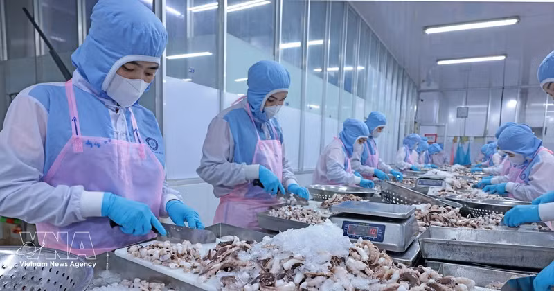 Transformation de poulpes destinés à l’exportation vers le marché japonais au sein de l’entreprise Huy Nam, dans la province d’An Giang. Photo : VNA.