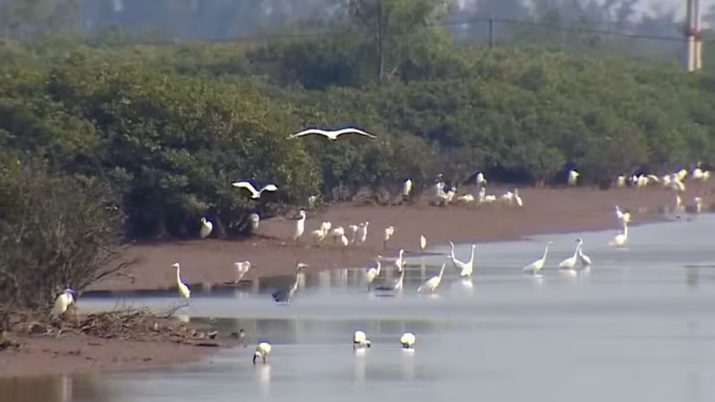 Des oiseaux migrateurs dans le parc national de Xuan Thuy. (Photo : MANH HAI)