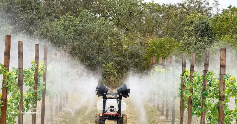 Modèle d’agriculture de haute technologie dans la province du Guangdong (Chine). Photo : VNA. 