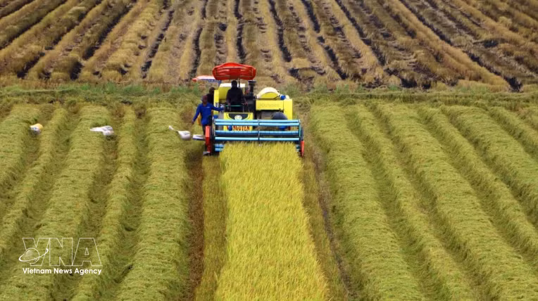 Le secteur agricole vietnamien s’attache désormais à standardiser les processus et à mobiliser de nouvelles ressources afin d’accélérer une transition écologique à l’échelle nationale. Photo: VNA