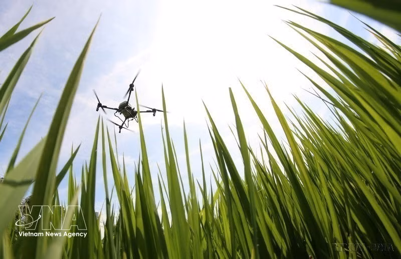 Le secteur agricole vietnamien connaît actuellement une transformation profonde vers un modèle de croissance verte. Photo : VNA.