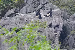 Le langur à jambes blanches à Ninh Bình. Photo : Dinh Truong.