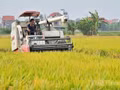 Dans une rizière au Vietnam. Photo : Congthuong.