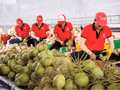 Les produits agricoles vietnamiens montent en gamme pour conquérir de nouveaux marchés