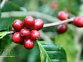Au cours des neuf premiers mois de 2026, le Vietnam a exporté environ 1,4 million de tonnes de café, pour une valeur de 6,54 milliards de dollars. Photo : VNA.