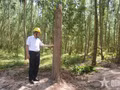Les crédits carbone forestiers du Vietnam devraient constituer une source d’approvisionnement importante pour la future plateforme d’échange. Sur la photo : une forêt plantée dans la commune de Binh Hiep, province de Gia Lai. Photo : QDND.