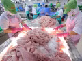 Tri et congélation de filets de pangasius destinés à l’exportation dans une usine de l’ancienne province de Tien Giang. Photo : VNA.