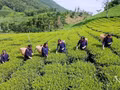 Le Vietnam a officiellement fait de la croissance verte et de l’économie verte des orientations de développement dans ses documents stratégiques et son cadre juridique pour la période 2021-2030, avec une vision à l’horizon 2050. (Source : Bao Thai Nguyen)