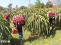 Le Royaume-Uni dispose d'atouts en matière de science et de technologie, de gouvernance et de normes écologiques, tandis que le Vietnam est un producteur majeur de produits agricoles tropicaux et une porte d'entrée importante vers la région de l'ASEAN. Photo d'illustration : VNA.