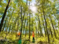 La province de Quang Tri accélère le développement des plantations forestières destinées à la production de bois de gros diamètre. Photo : VNA.
