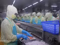 Une chaîne de transformation de produits aquatiques destinés à l'exportation dans une usine de Ca Mau. Photo : VNA