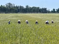 Une rizière cultivée selon des pratiques agricoles à faibles émissions à Dong Thap. Photo : Vnexpress.