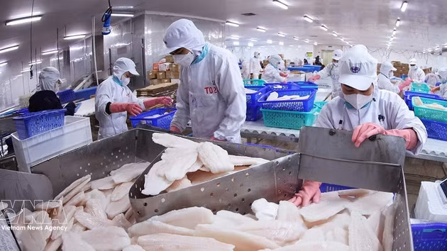 Le filet de pangasius est un produit d'exportation vietnamien vers le Canada. Photo d'illustration : VNA.