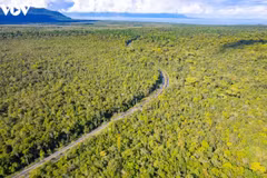 Forêts de Phu Quoc. Photo : VOV