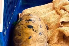 La tortue à tête jaune. Photo : VNA.