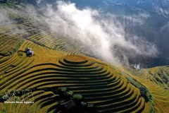 Chaque année, en septembre et octobre, les rizières en terrasses de Mu Cang Chai et Pung Luong, dans la province de Lao Cai, se parent de teintes dorées, offrant un paysage spectaculaire au cœur des montagnes du Nord-Ouest. Photo : VNA.