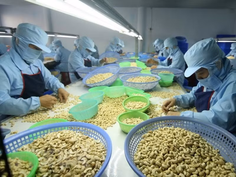 Si la dynamique actuelle se maintient et que les exportations sont stimulées pendant les mois restants, notamment pendant les fêtes de fin d’année, l’objectif d'exporter 5 milliards de dollars de noix de cajou en 2025 est atteignable. Photo : congthuong.vn