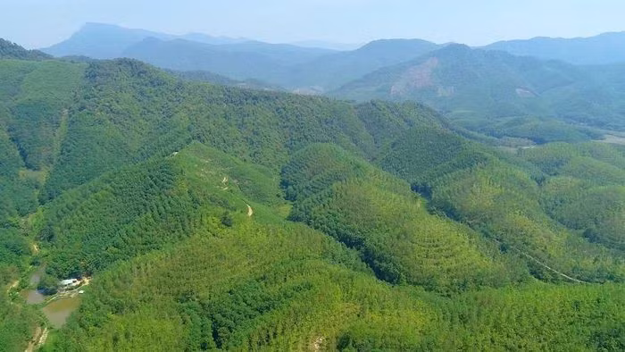 Les vastes forêts de Da Nang possèdent une importante capacité de séquestration du carbone, un atout majeur pour la participation de la ville au marché des crédits carbone. Photo : baodanang.vn
