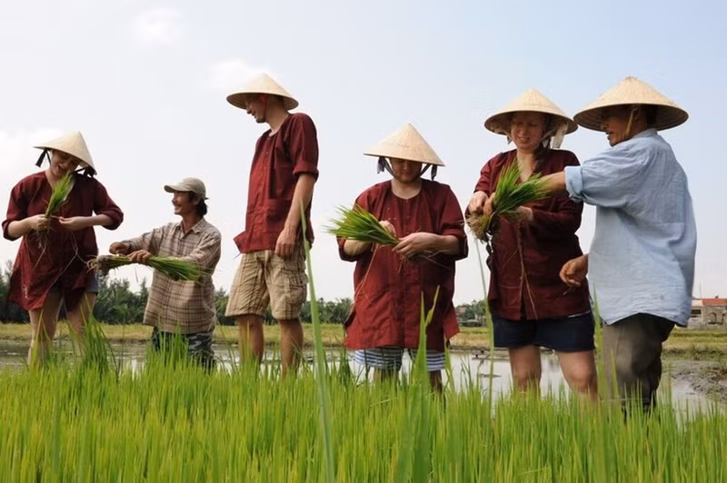 Les touristes internationaux cultivent du riz pendant leur séjour à Quang Nam. Photo : VNA.