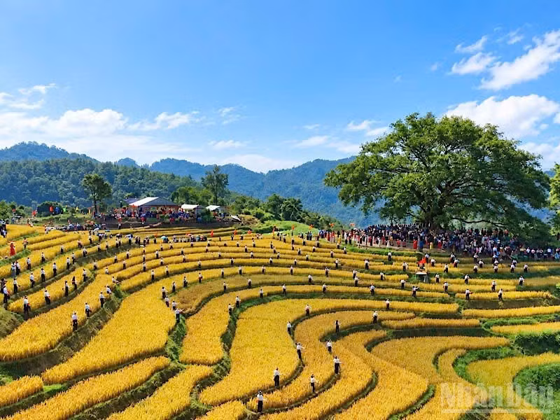 La beauté du hameau de Mung, dans la commune de Cao Phong, province de Phu Tho, pendant la saison du riz mûr. Photo : NDEL.