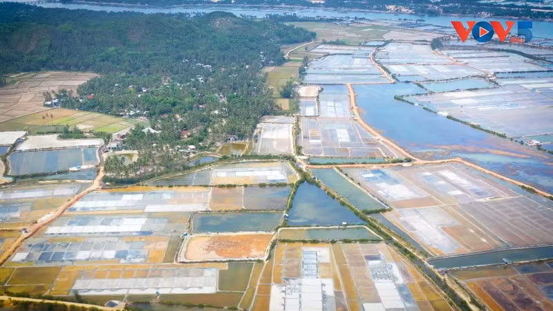 Vue aérienne des marais salants de Tuyêt Diêm en pleine saison de récolte. Photo : VOV.