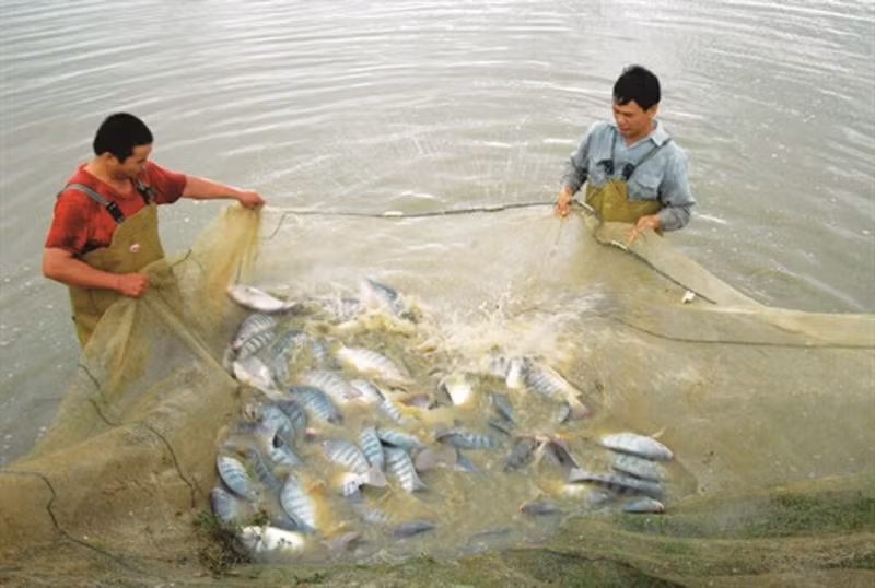 Le tilapia séduit par son prix abordable, sa facilité de transformation et son adaptation à divers marchés. Photo : VNA.