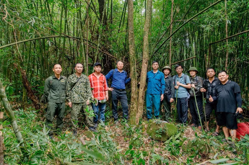 Plusieurs peuplements de théiers anciens, vieux de plusieurs siècles, sont récemment découverts dans la chaîne de montagnes de Quang Nam Chau, province de Quang Ninh (au Nord-Est). Photo : daidoanket.vn