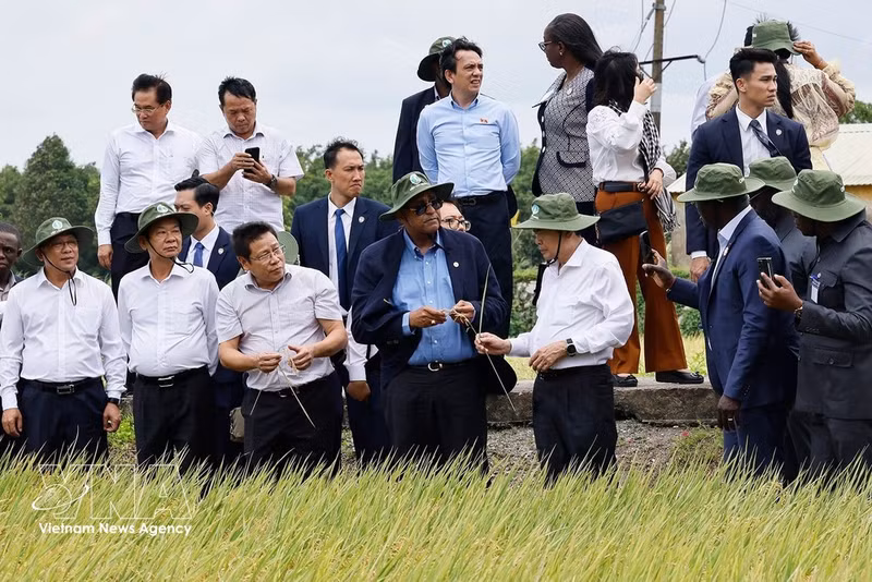 Le président de l'AN du Vietnam, Tran Thanh Man, et son homologue ivoirien, Patrick Achi visitent un champ de démonstration de variétés de riz prometteuses pour la récolte été-automne 2026. Photo: VNA.