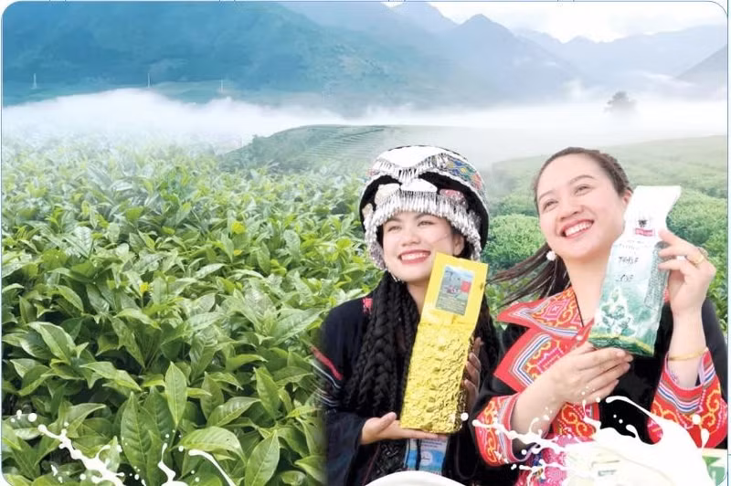 Les zones de théiculture continuent de s’étendre à Lai Chau, affirmant la position de cette plante comme culture clé de la province. Photo : baolaichau.vn 