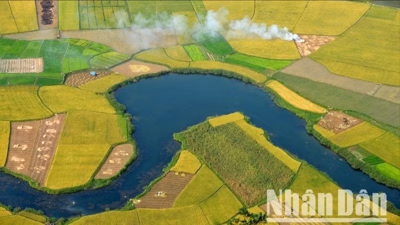 Saison du riz mûr dans la vallée de Bac Son, province de Lang Son. Photo : NDEL