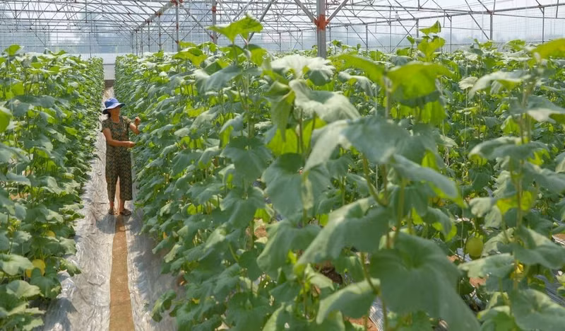Le secteur agricole est en train de changer de mentalité, passant d'une focalisation sur le rendement à une optimisation de la valeur par unité de surface. Photo : VNA