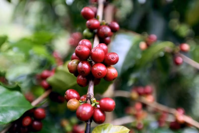 Le Vietnam possède une solide expérience dans le développement de la filière café et l’expansion des marchés. Photo : VNA
