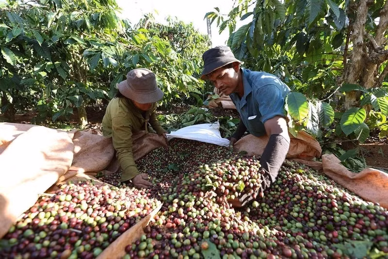 Au cours des huit premiers mois de 2026, le Vietnam a exporté près de 1,7 million de tonnes de café pour plus de 6 milliards de dollars. Photo: VNA 