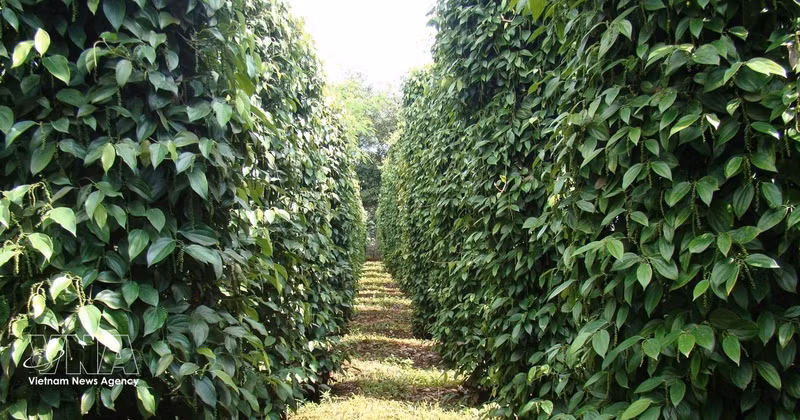La filière vietnamienne du poivre réalise un chiffre d’affaires à l’exportation de 1,32 milliard de dollars au 15 septembre. Photo : VNA. 