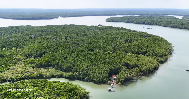 La mangrove de Can Gio, au Sud du Vietnam, un important puits de carbone naturel, contribue à la création de crédits carbone destinés au marché vietnamien du carbone. Photo : VNA.