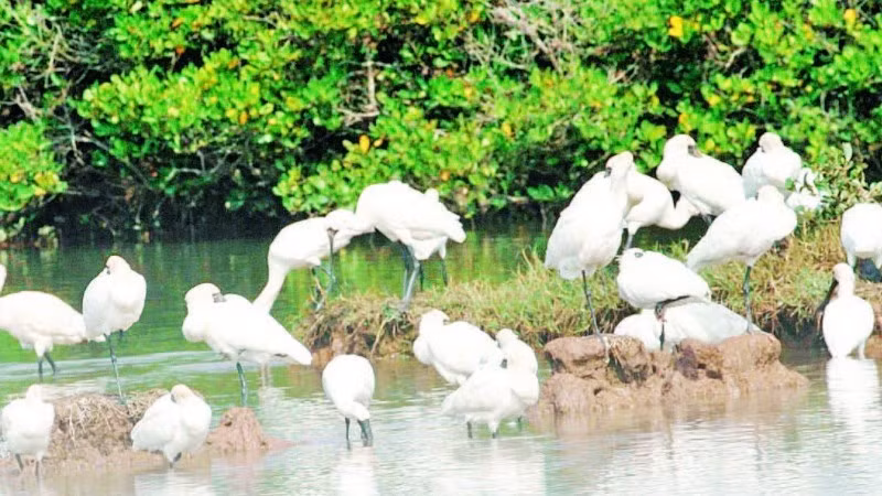Le parc national de Xuan Thuy est surnommé la "gare internationale des oiseaux". Photo : NDEL.