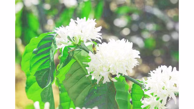 Contempler les fleurs de caféier du Tây Nguyên ảnh 6