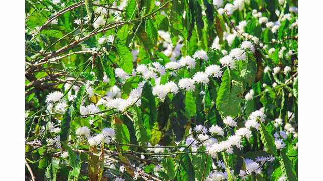 Contempler les fleurs de caféier du Tây Nguyên ảnh 1