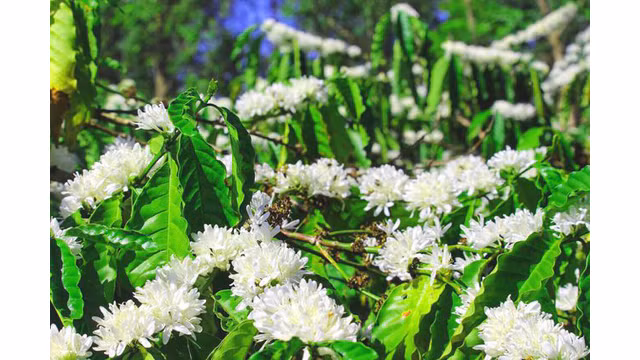 Contempler les fleurs de caféier du Tây Nguyên ảnh 2